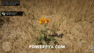Red Dead Redemption 2 Plants